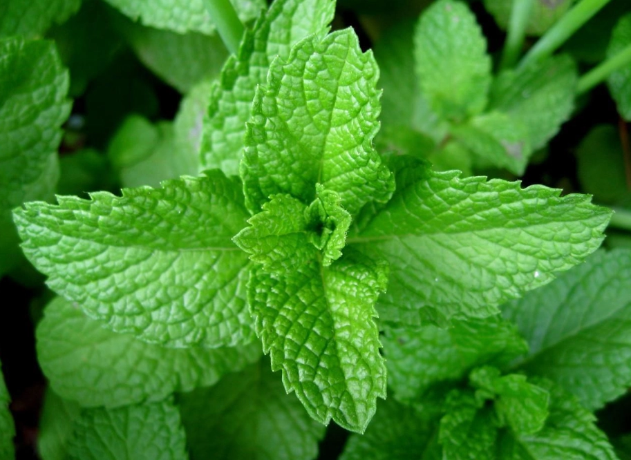 mentha