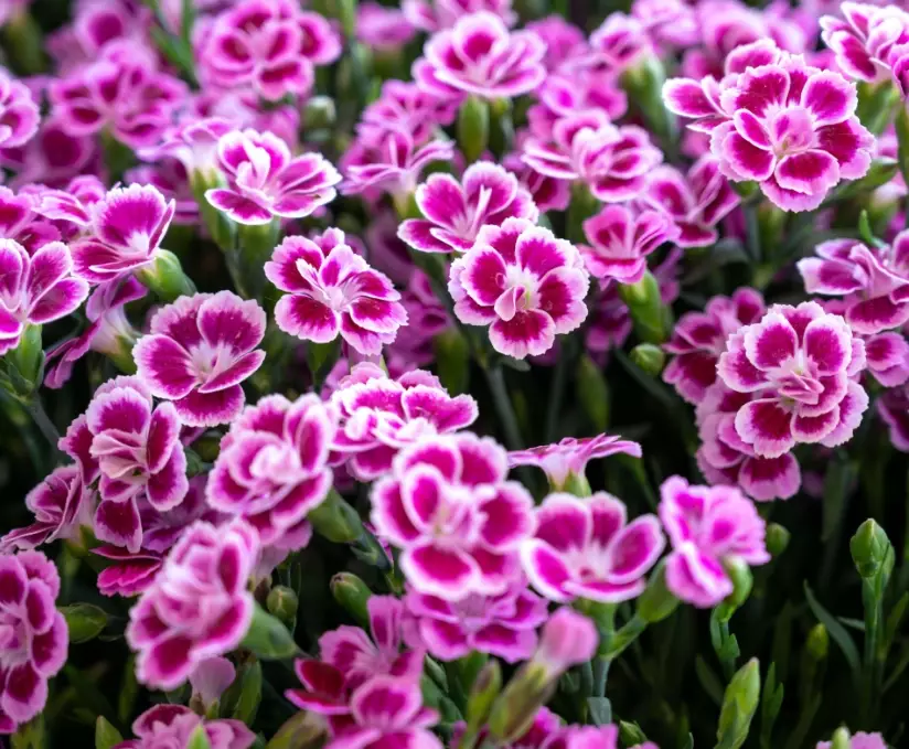 how tall do dianthus grow