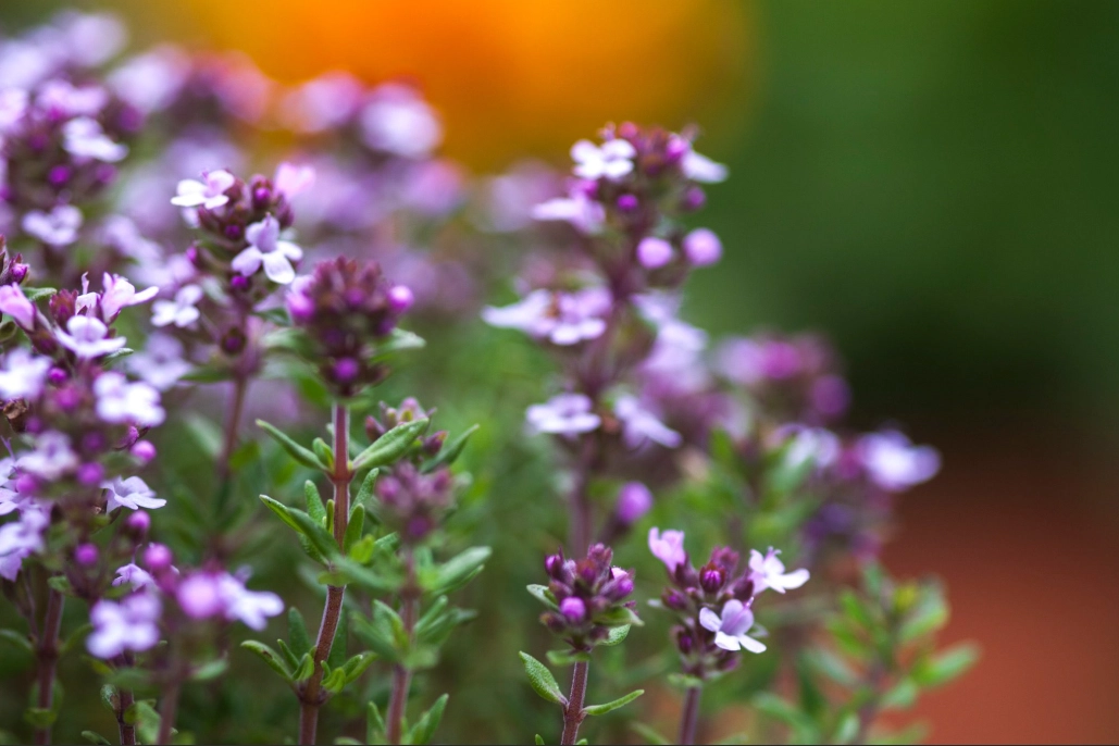 thyme flower