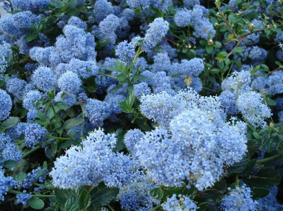ceanothus plants