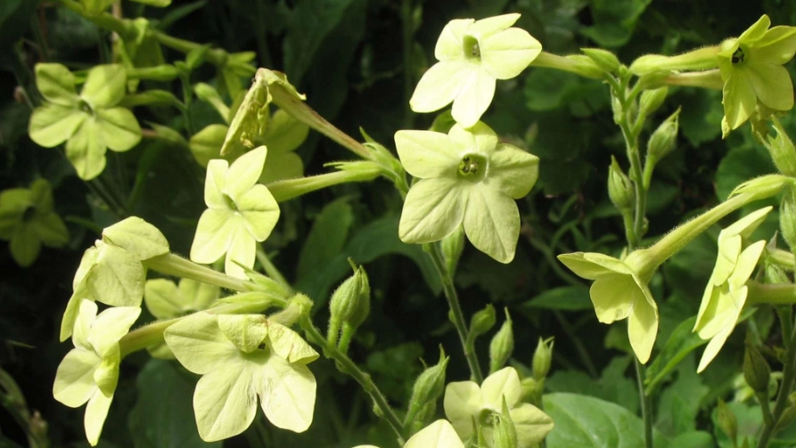 flowering tobacco plant flowering tobacco plant