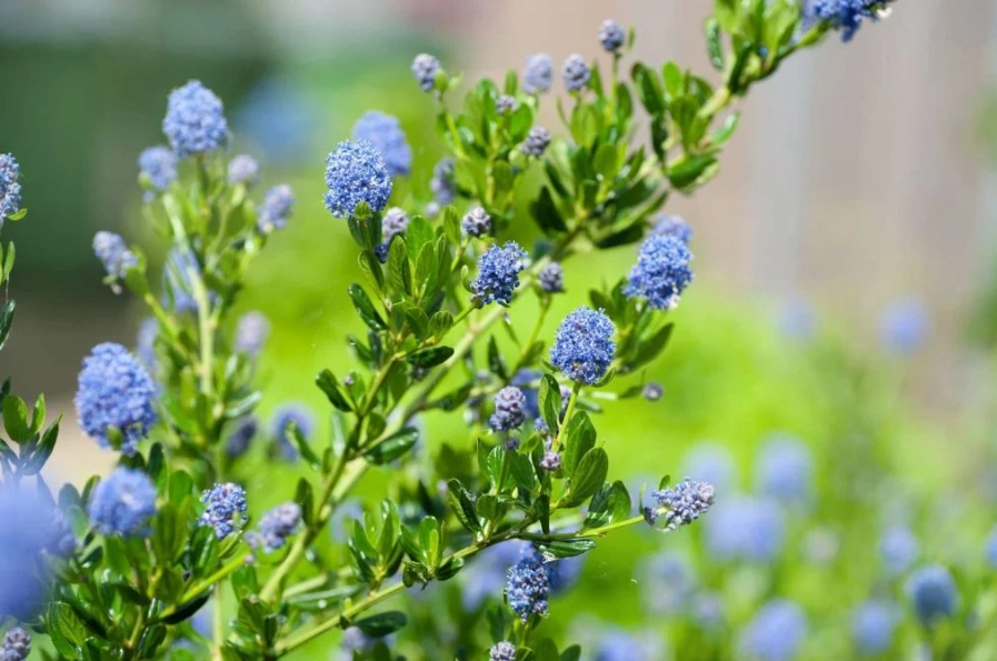 drought tolerant shrubs