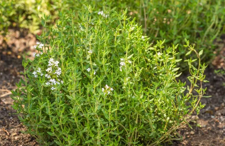 natural laxative herbs