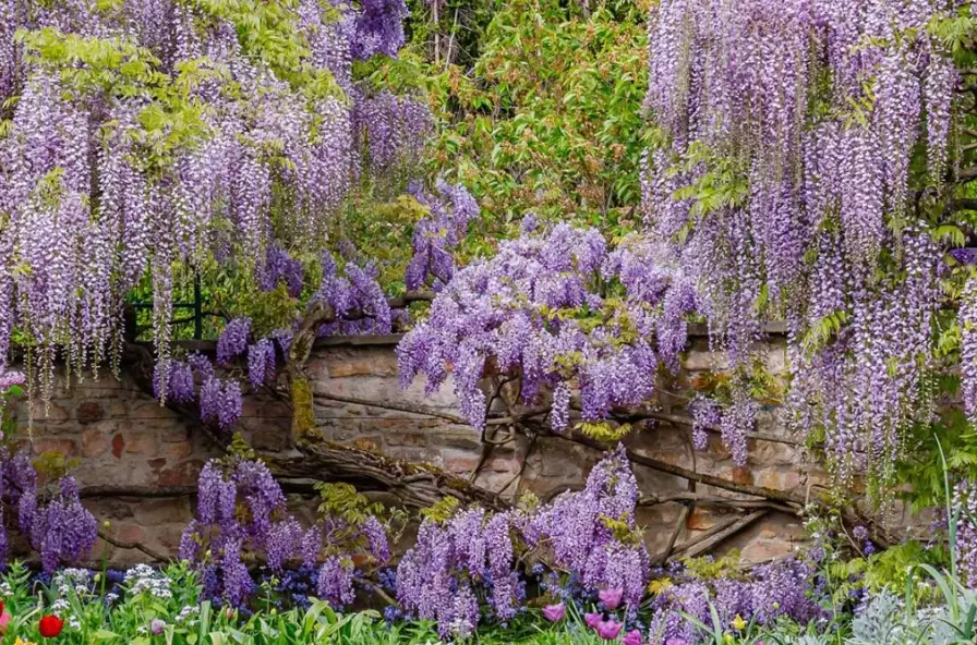 wisteria problems wisteria problems