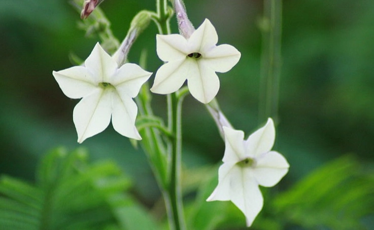 nicotiana plant care nicotiana plant care