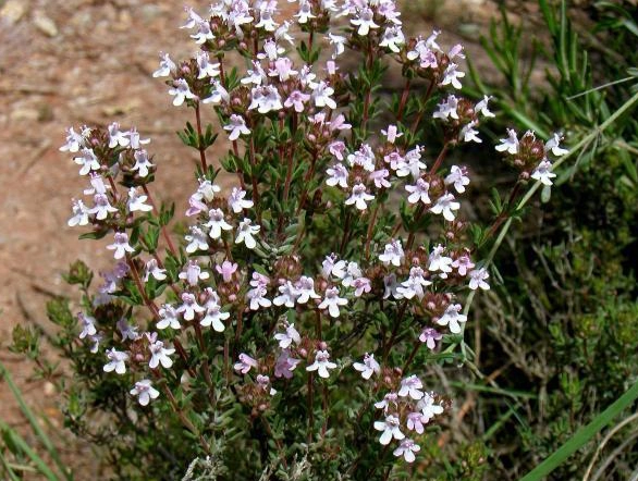 rhamnus purshiana bark