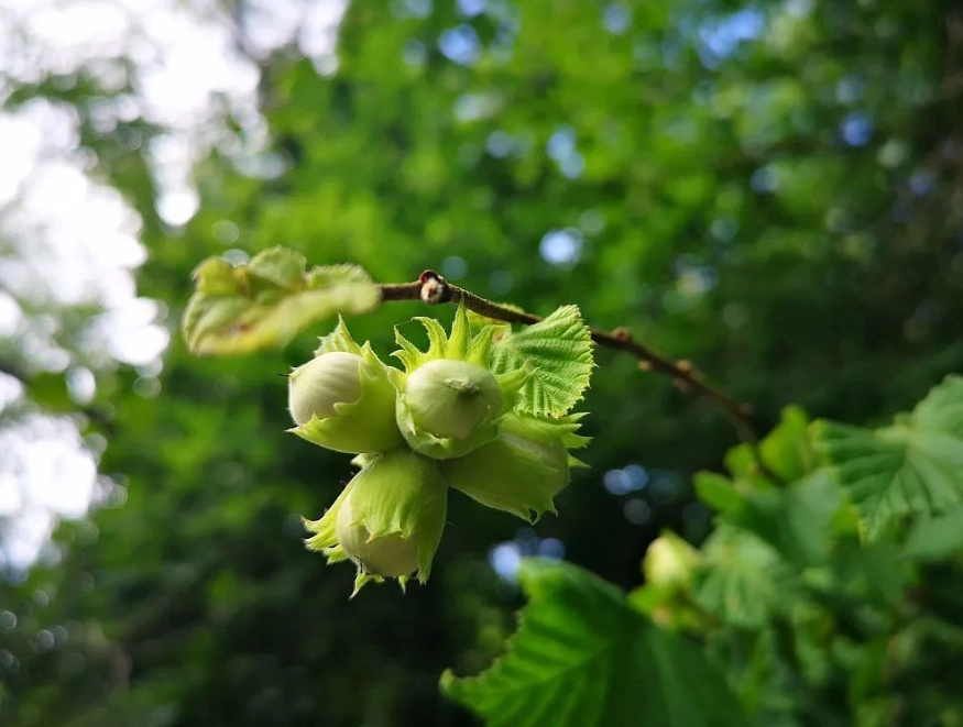 winter blooming shrubs