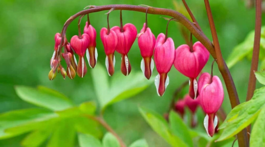 lamprocapnos spectabilis
