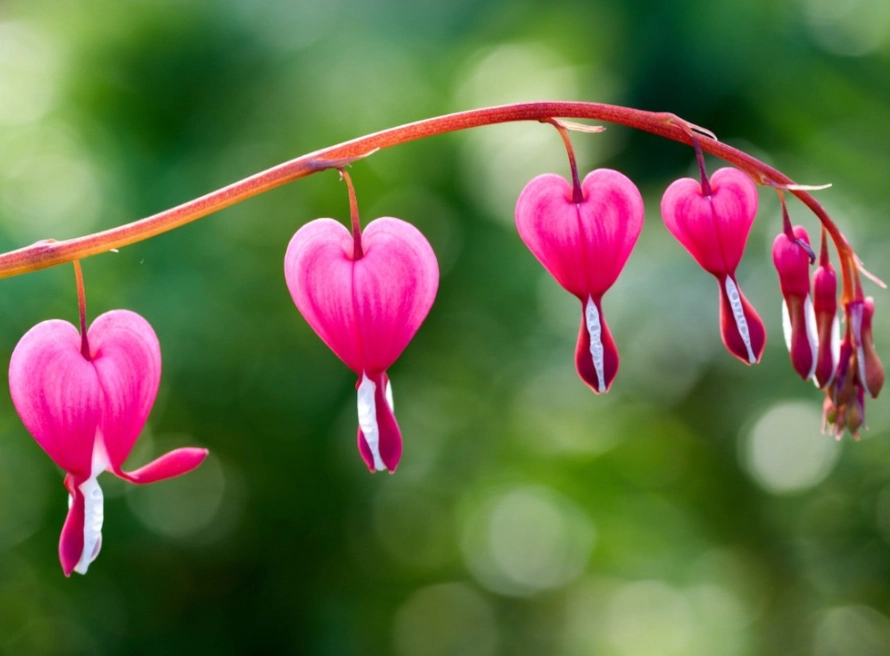 shade loving perennials