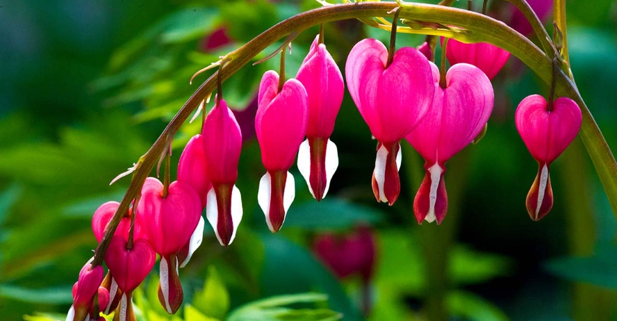 bleeding heart flower