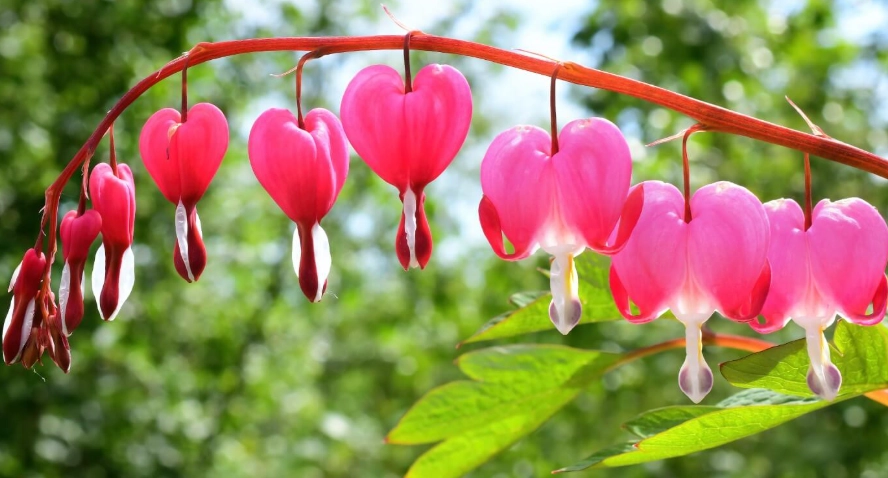 lamprocapnos spectabilis