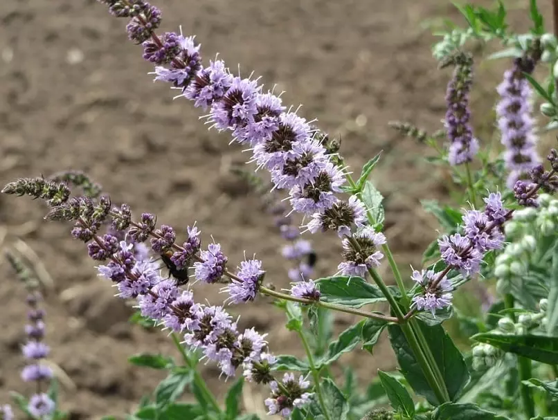 native crabapple tree