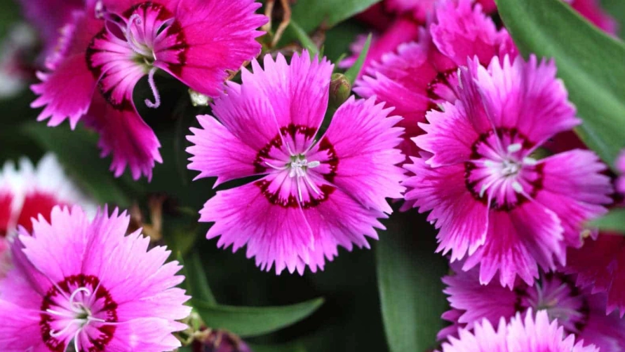 dianthus varieties by height