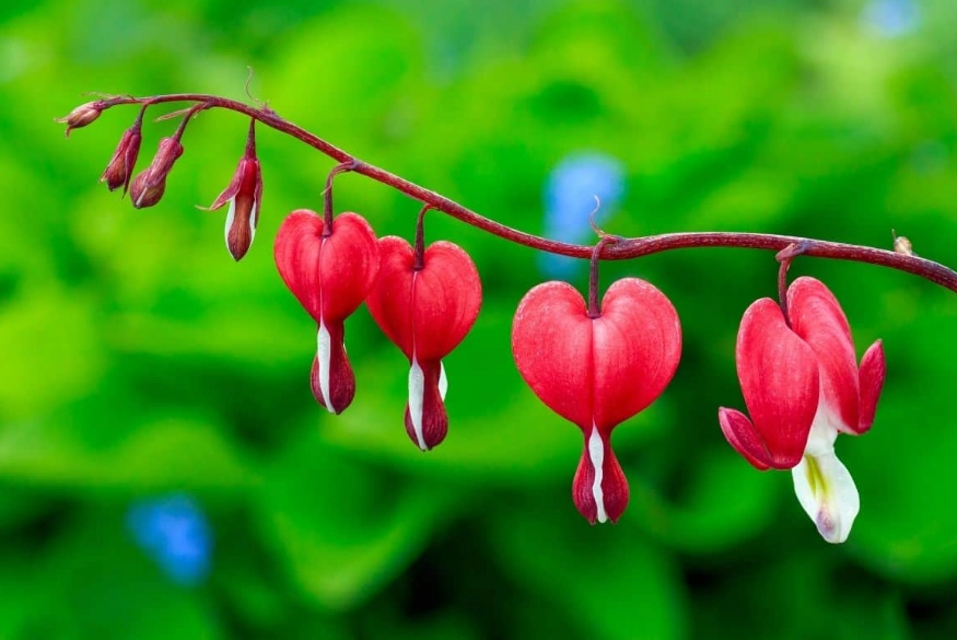 bleeding heart plant care
