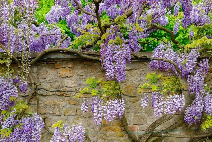 wisteria care wisteria care