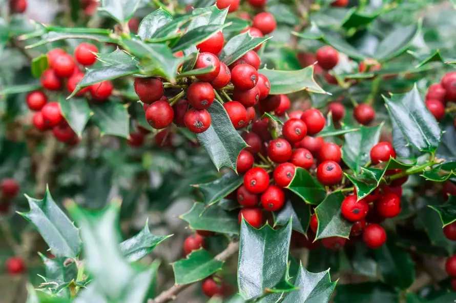 corylopsis sinensis corylopsis sinensis
