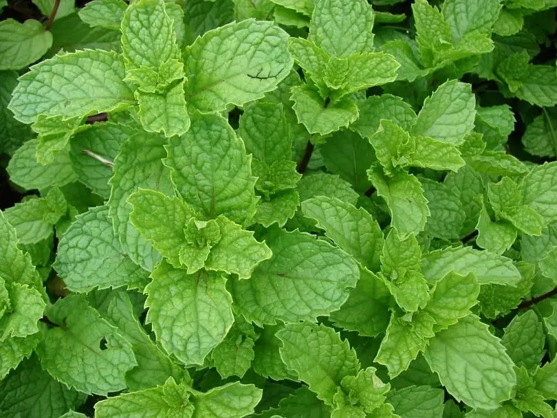 growing mint