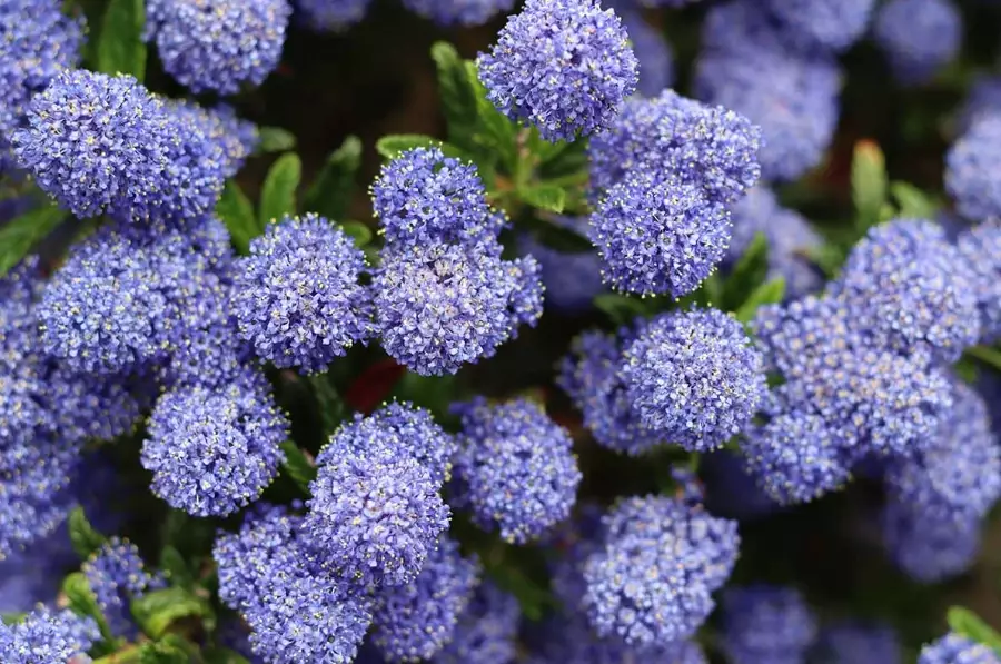 drought tolerant shrubs