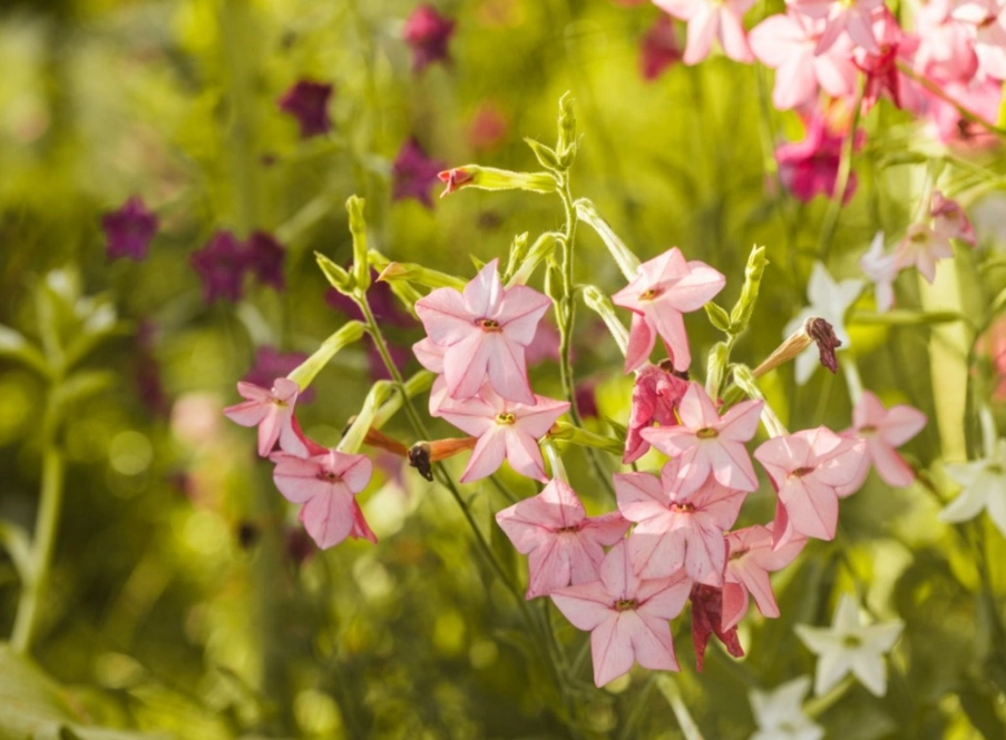 flowering tobacco plant