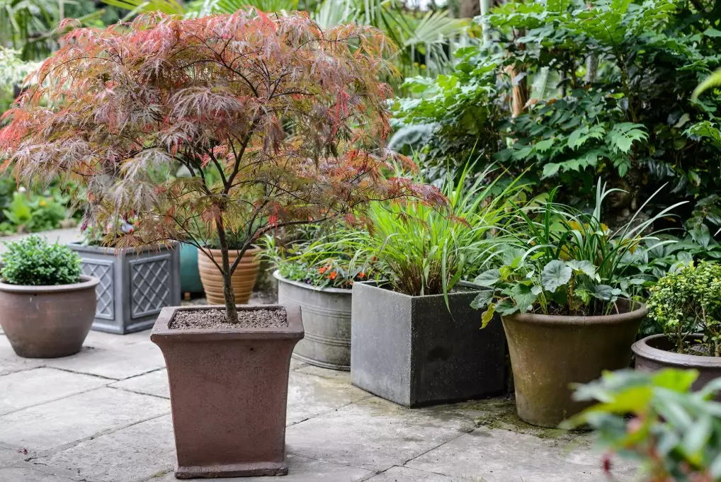 dwarf trees for containers
