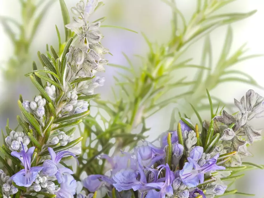 types of rosemary types of rosemary