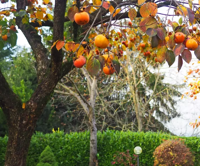 persimmon tree care persimmon tree care