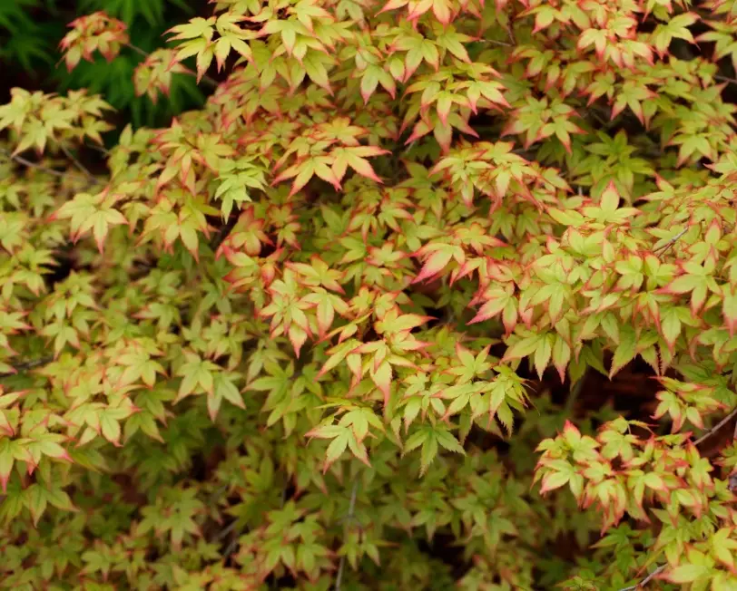Japanese maple varieties