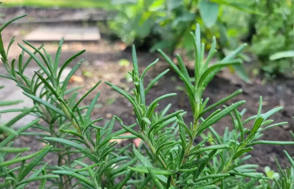 rosemary plant care