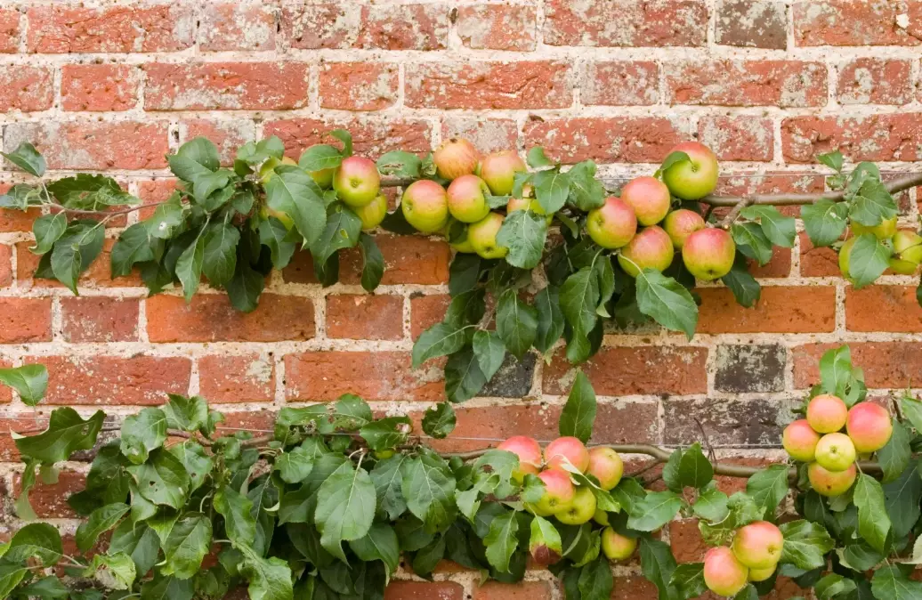 best fruit trees for espalier