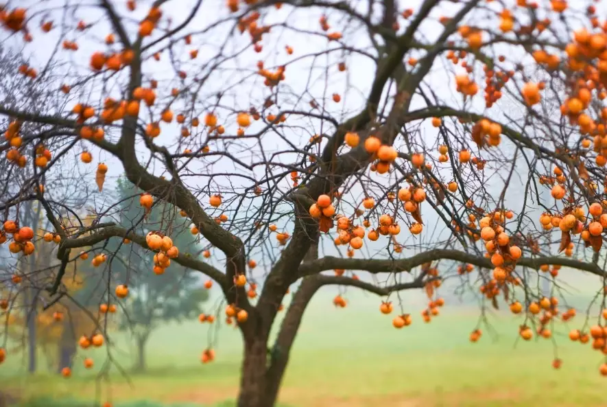 persimmon tree