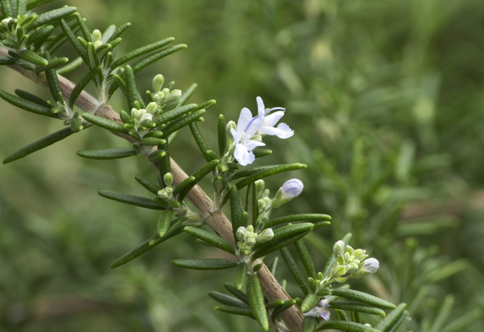 types of rosemary types of rosemary