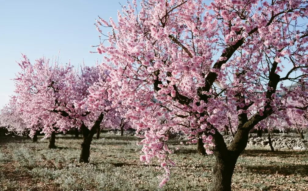 almond trees