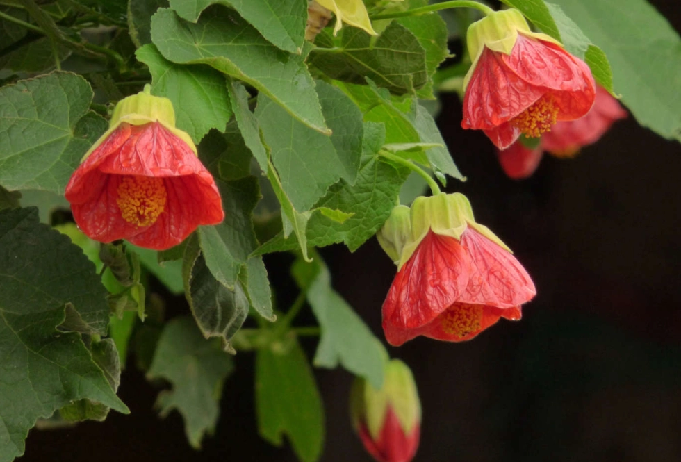 flowering maple flowering maple