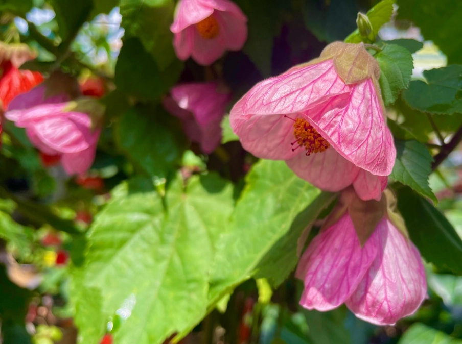 abutilon care abutilon care