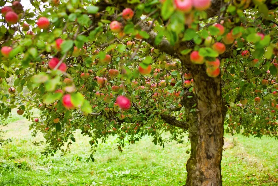 apple tree pruning apple tree pruning