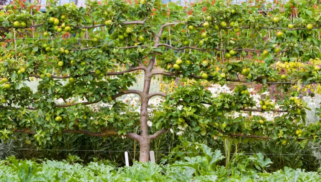 best fruit trees for espalier