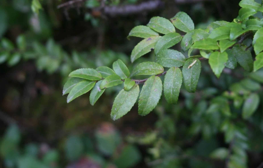 evergreen huckleberry plant evergreen huckleberry plant