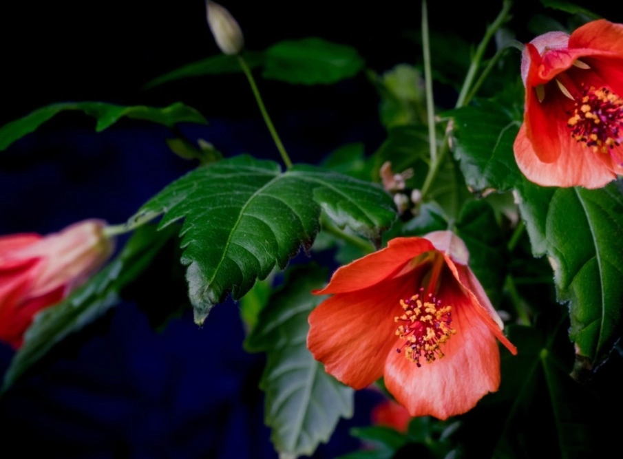 chinese lantern plant chinese lantern plant