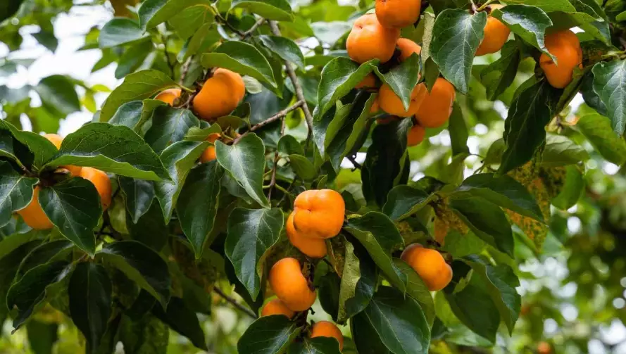 how to grow persimmon trees how to grow persimmon trees