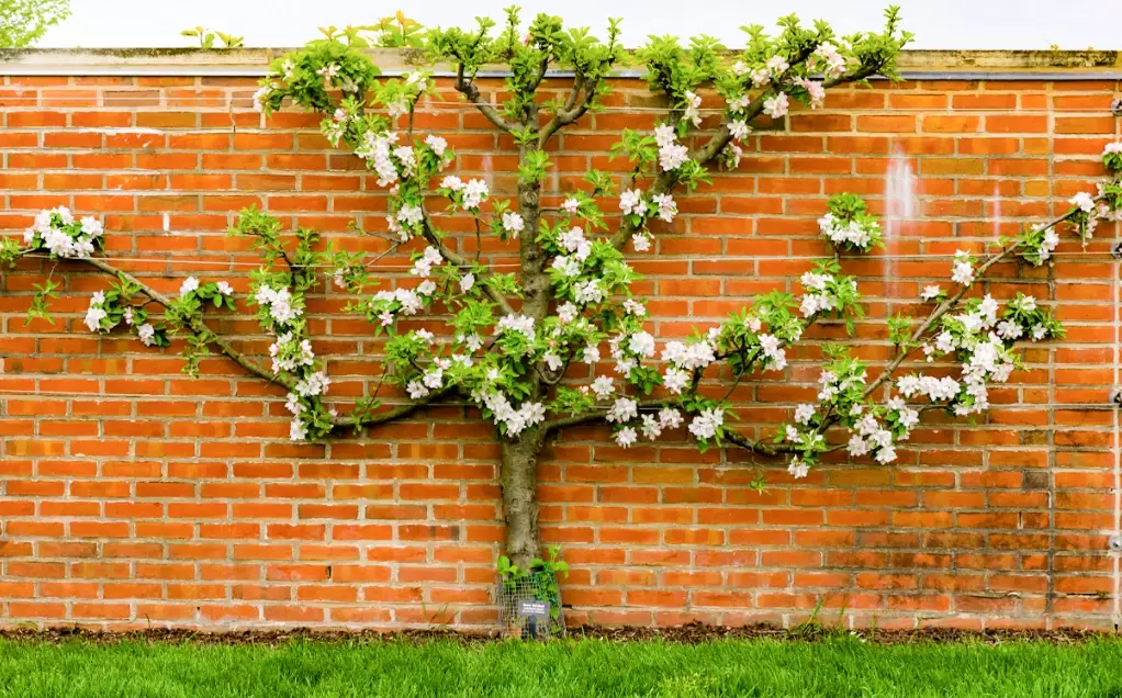 best fruit trees for espalier