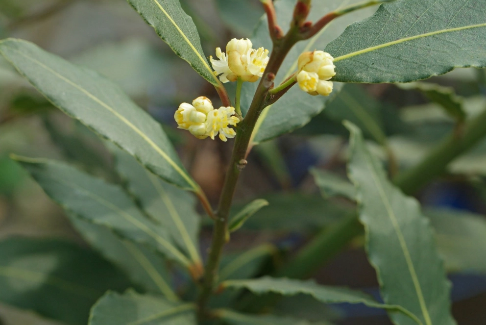 bay laurel plant care