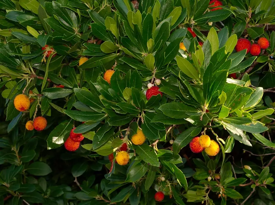 arbutus tree care arbutus tree care