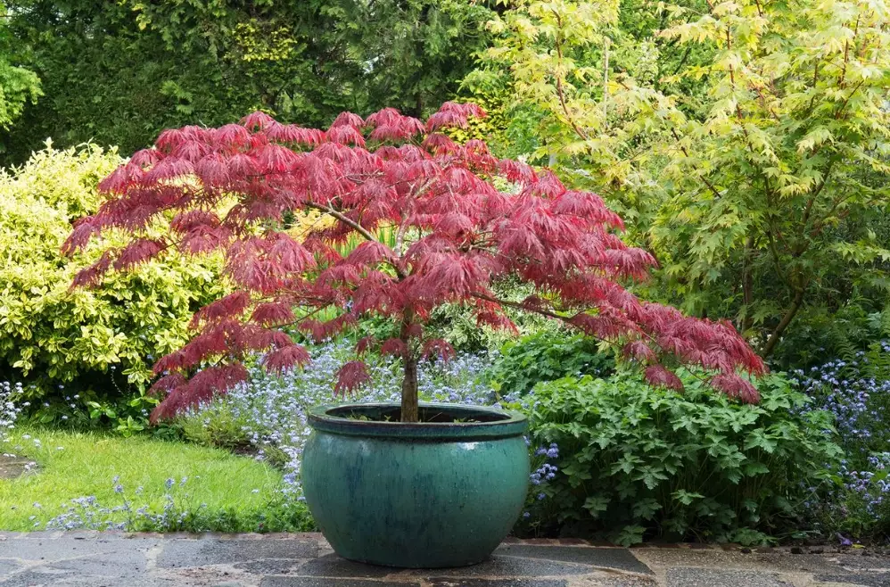 dwarf trees for containers