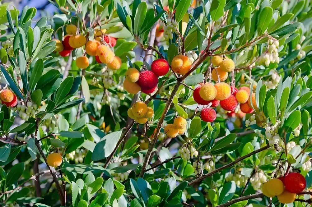 arbutus tree