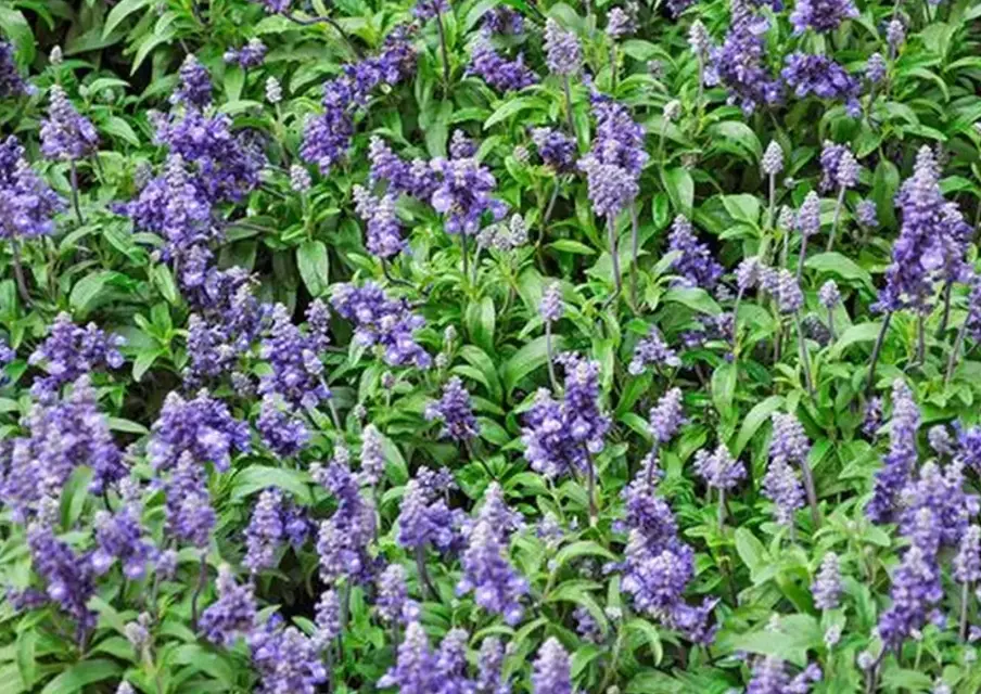 flowers on sage plant