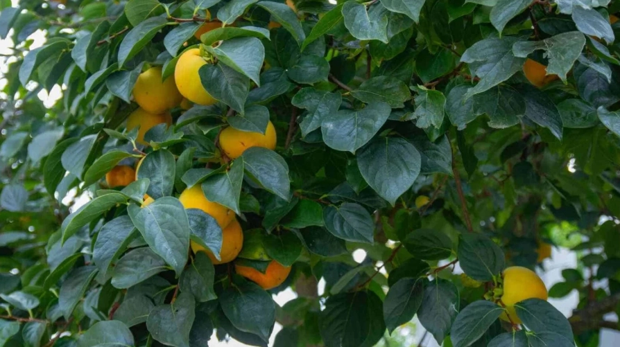 how to grow persimmon trees how to grow persimmon trees