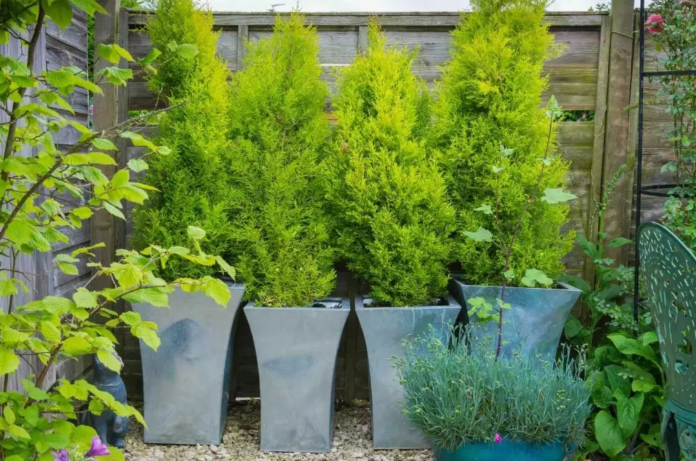 potted trees