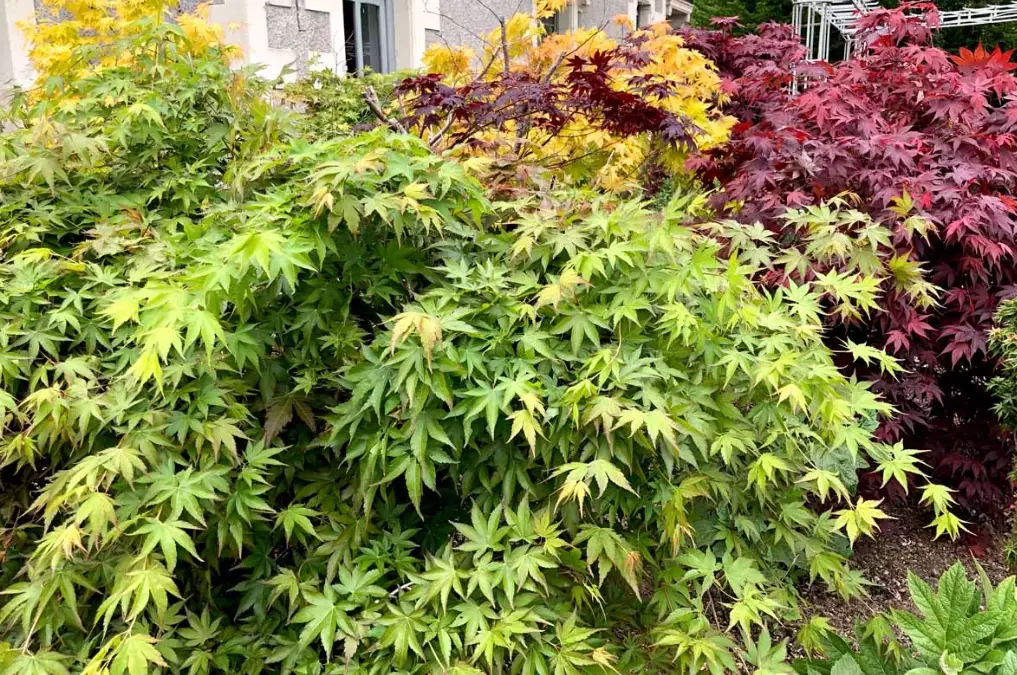 dwarf Japanese maple