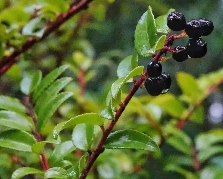 evergreen huckleberry