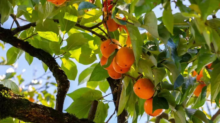 persimmon tree varieties persimmon tree varieties